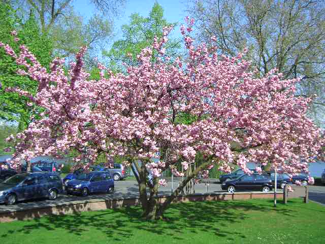 Kirschblüte