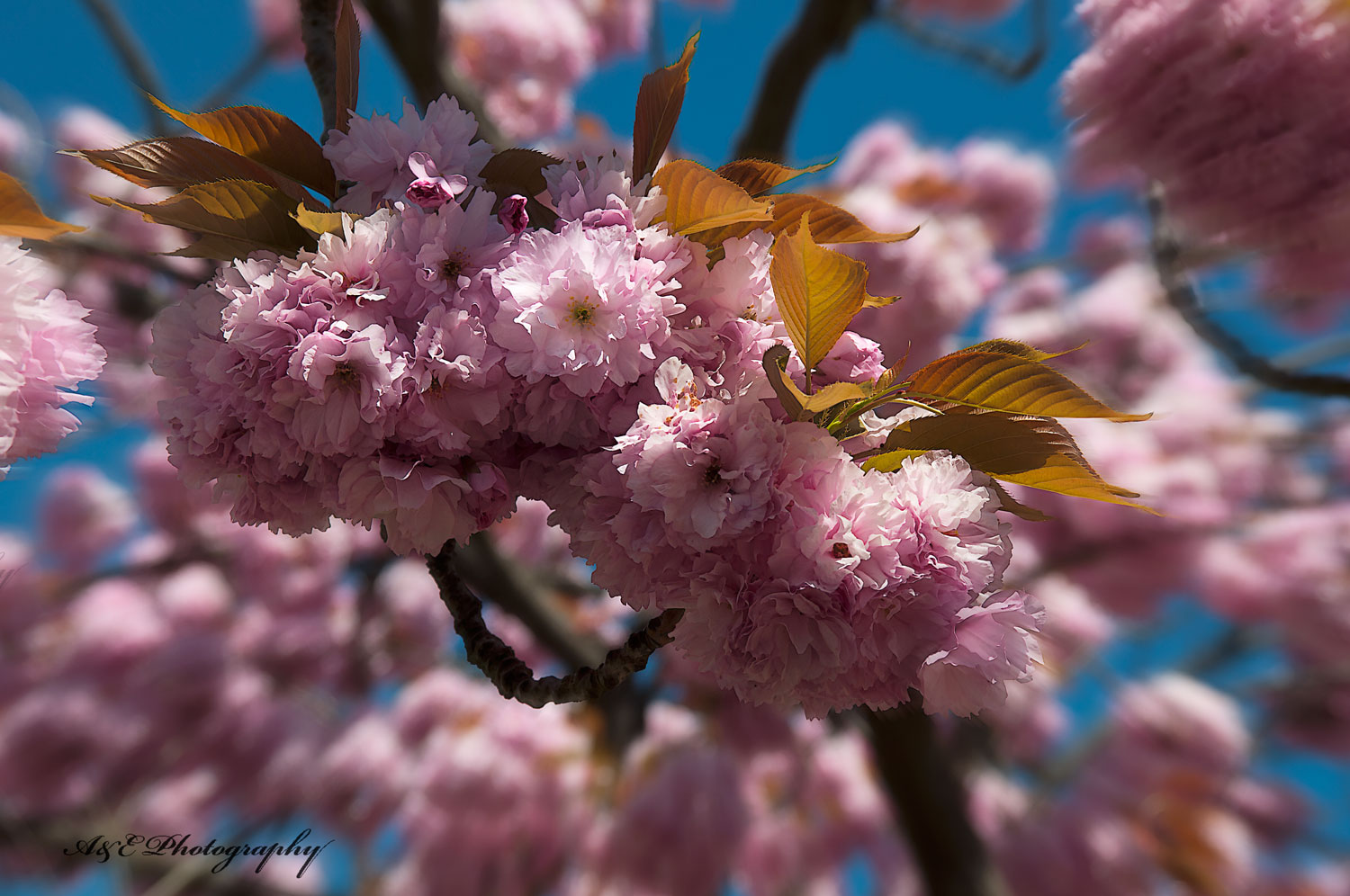 Kirschblüte