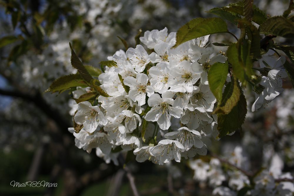 Kirschblüte