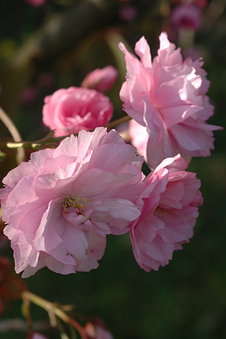 Kirschblüte