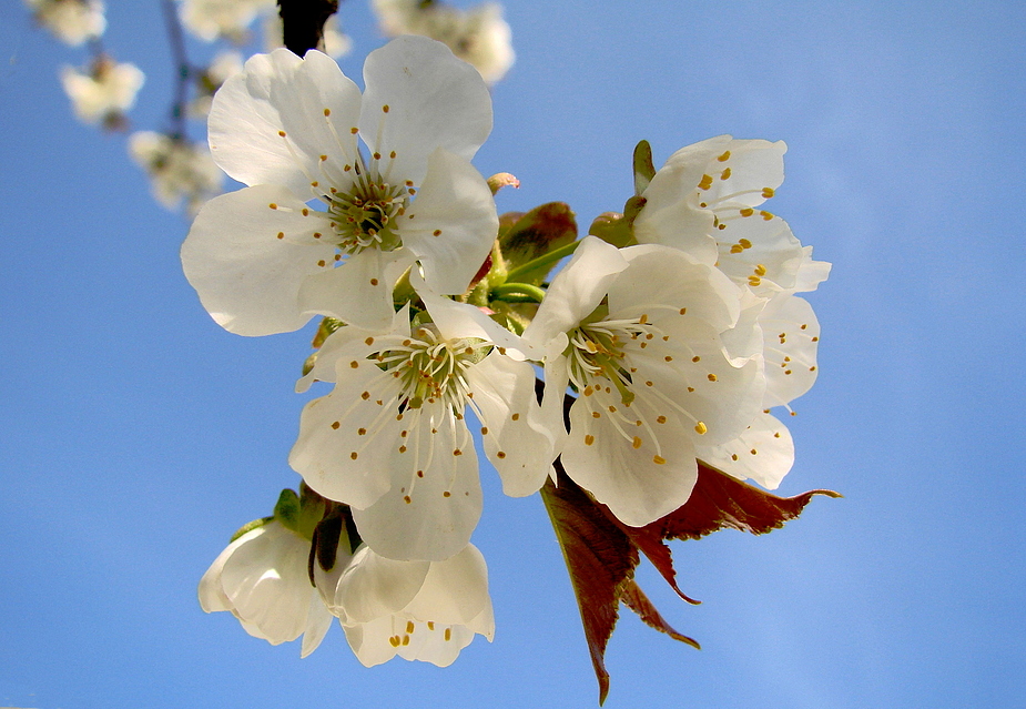 Kirschblüte