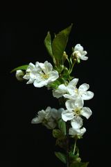 Kirschblüte