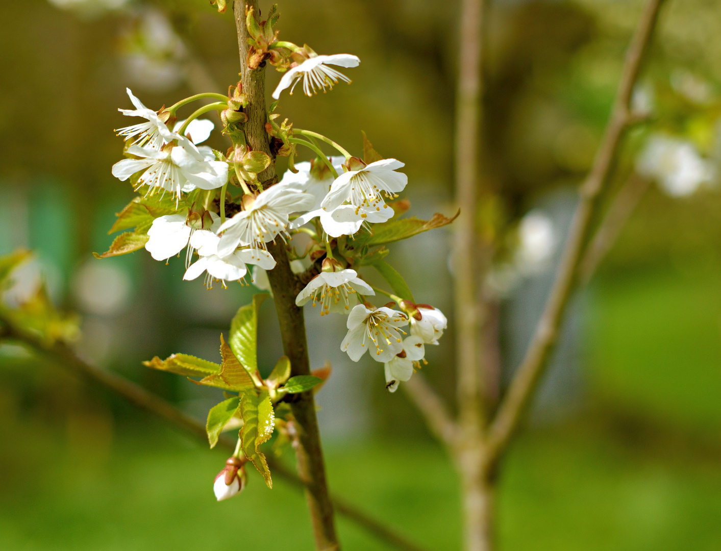 Kirschblüte