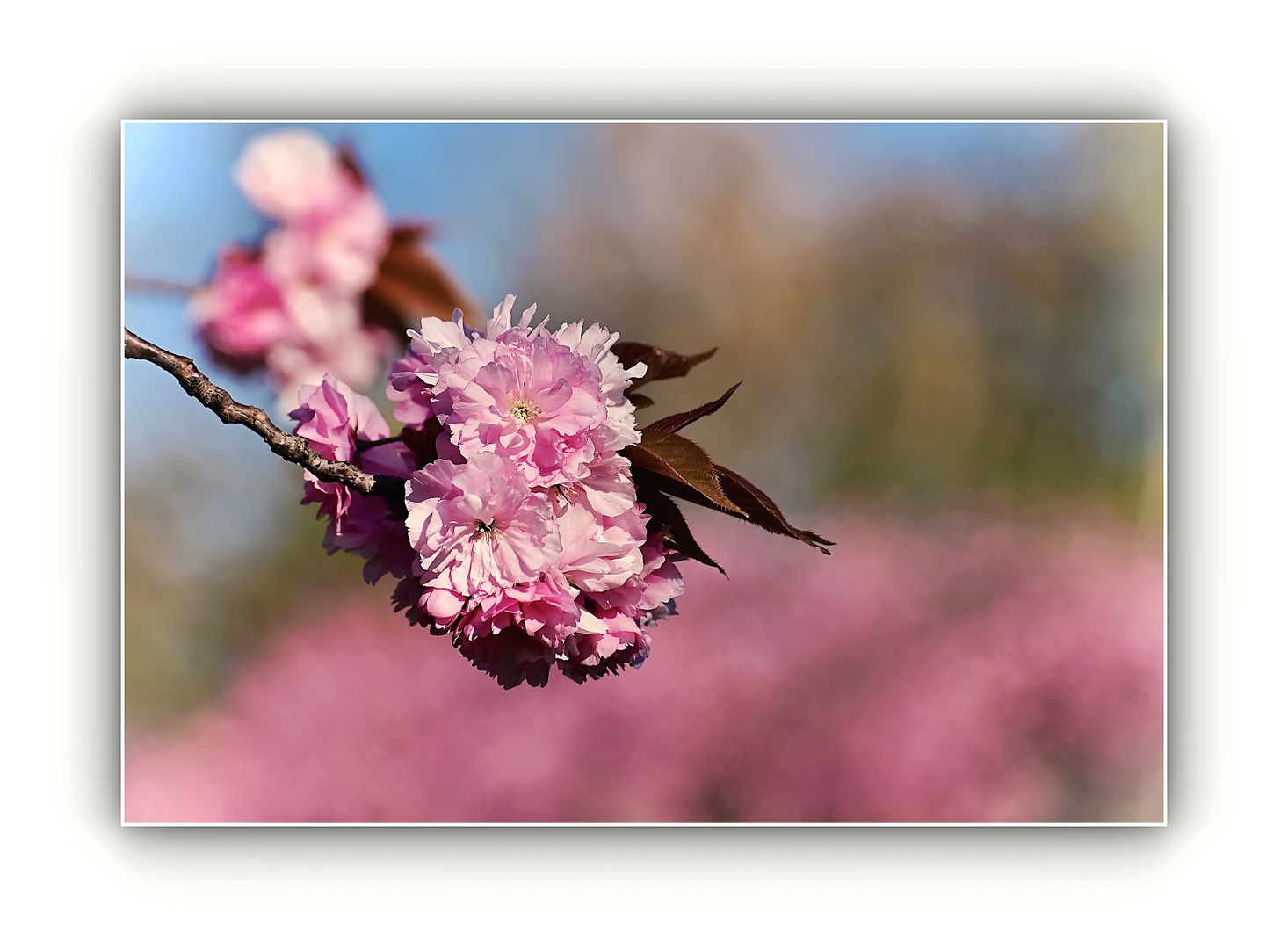 Kirschblüte