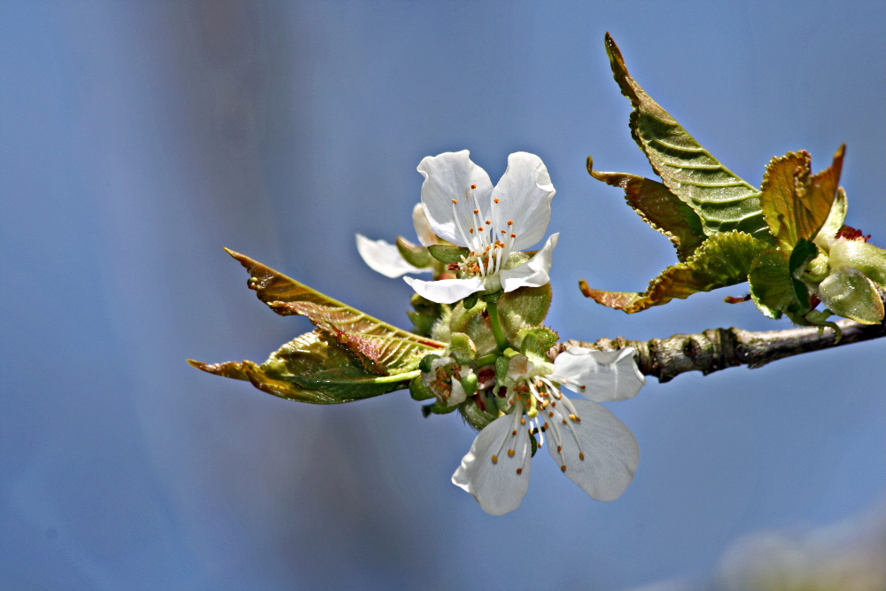 Kirschblüte