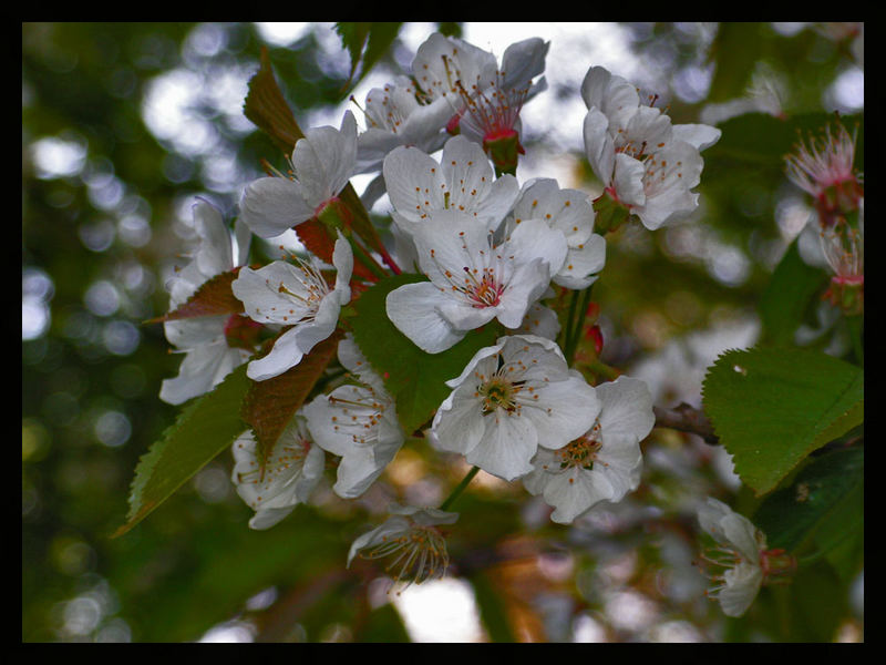 Kirschblüte