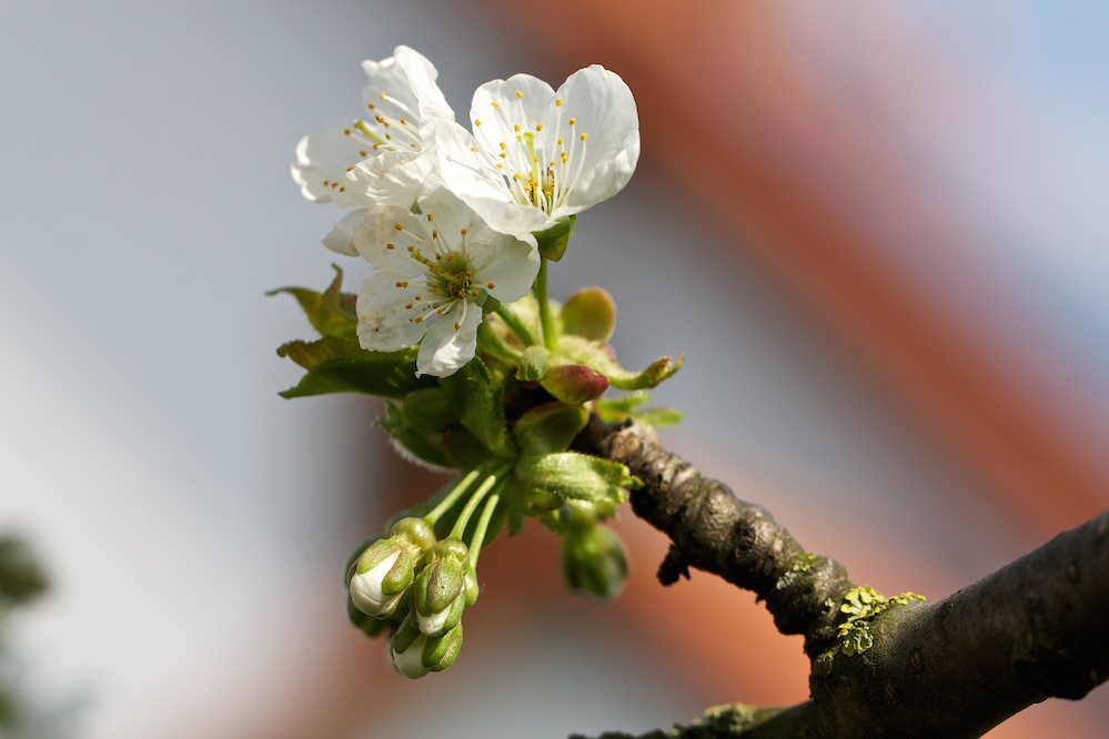 Kirschblüte