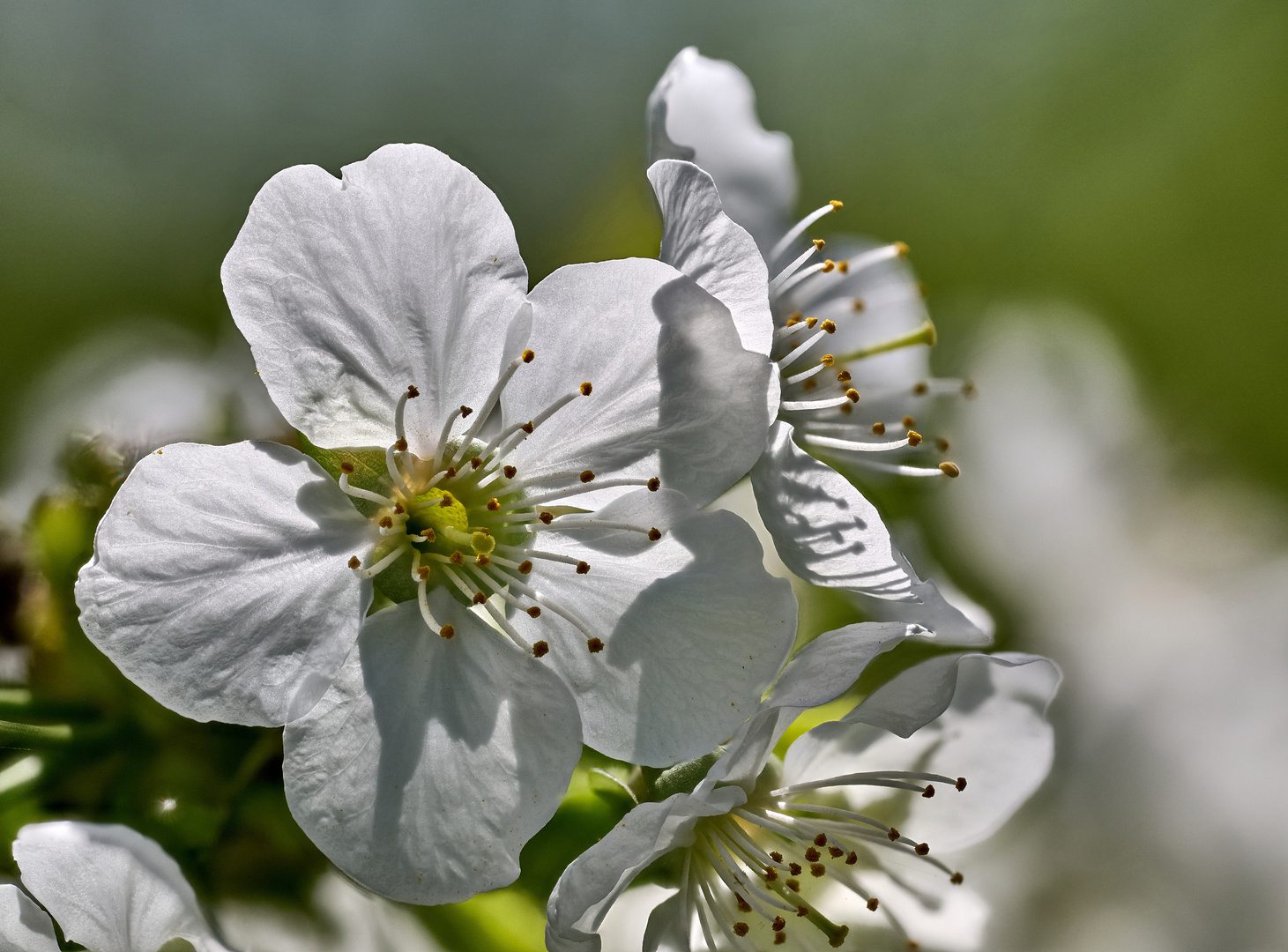 Kirschblüte