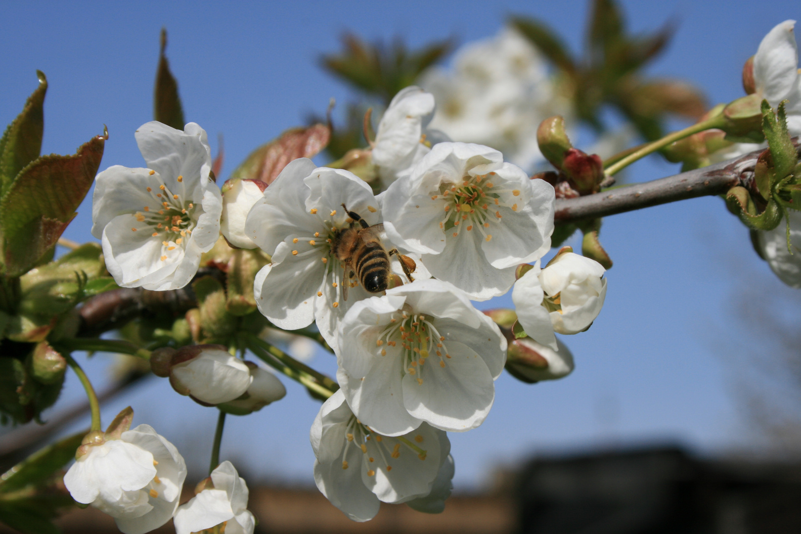 Kirschblüte