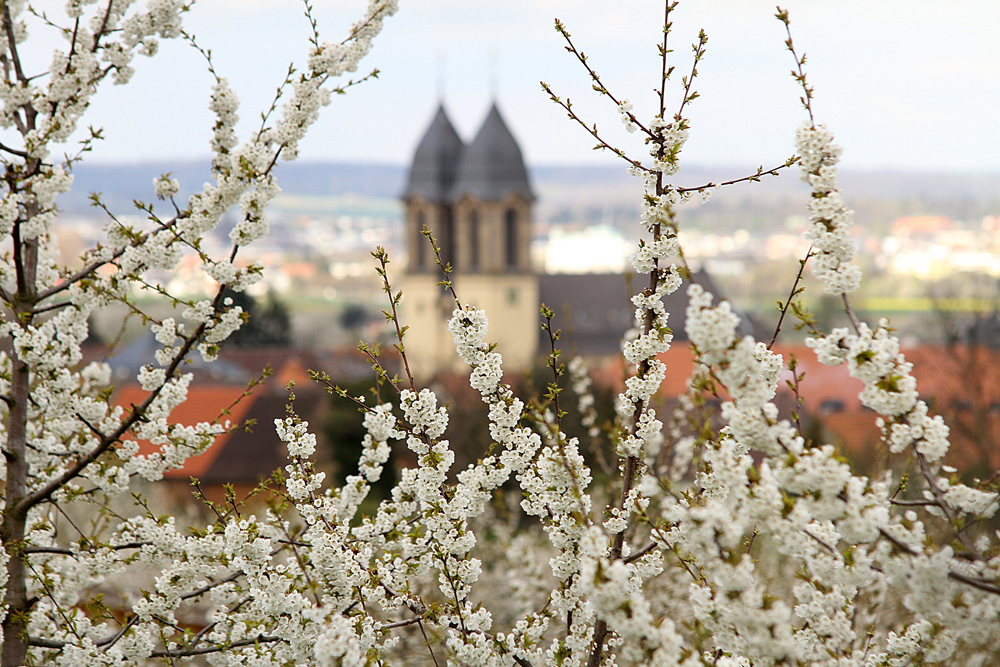 Kirschblüte...