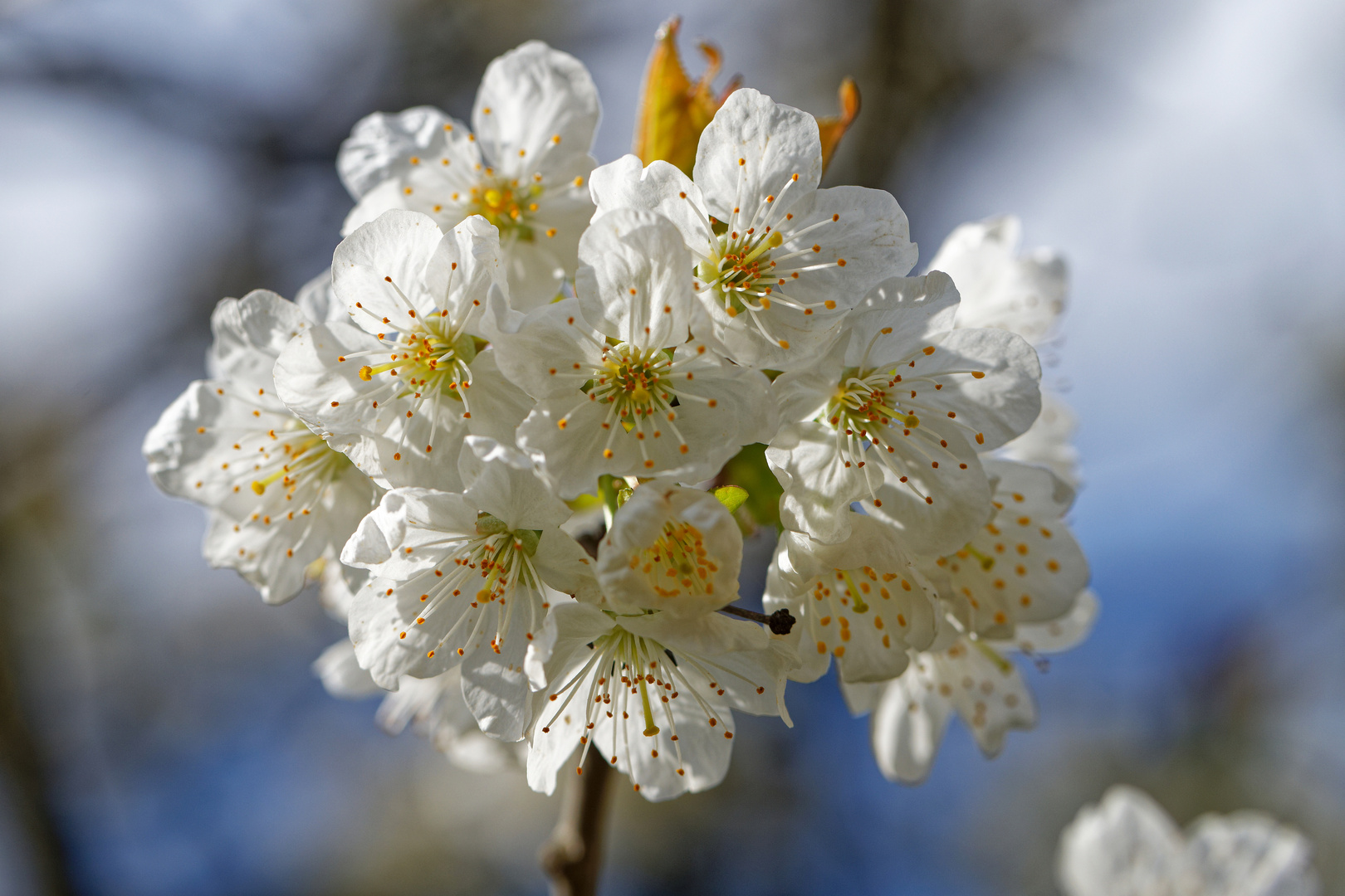 Kirschblüte