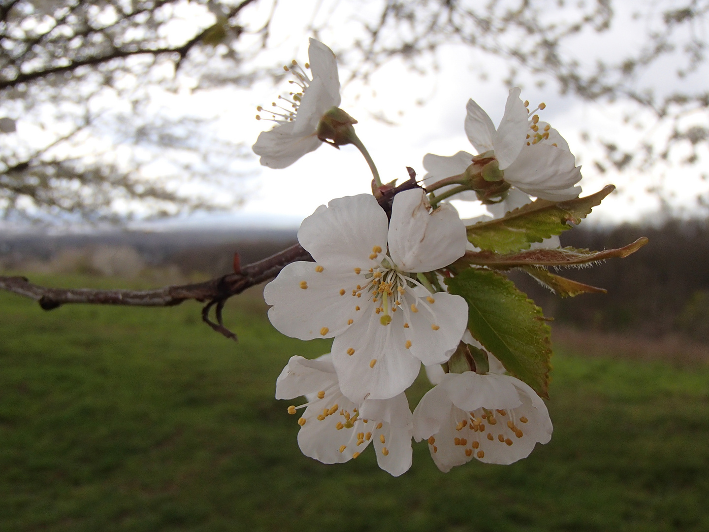 Kirschblüte