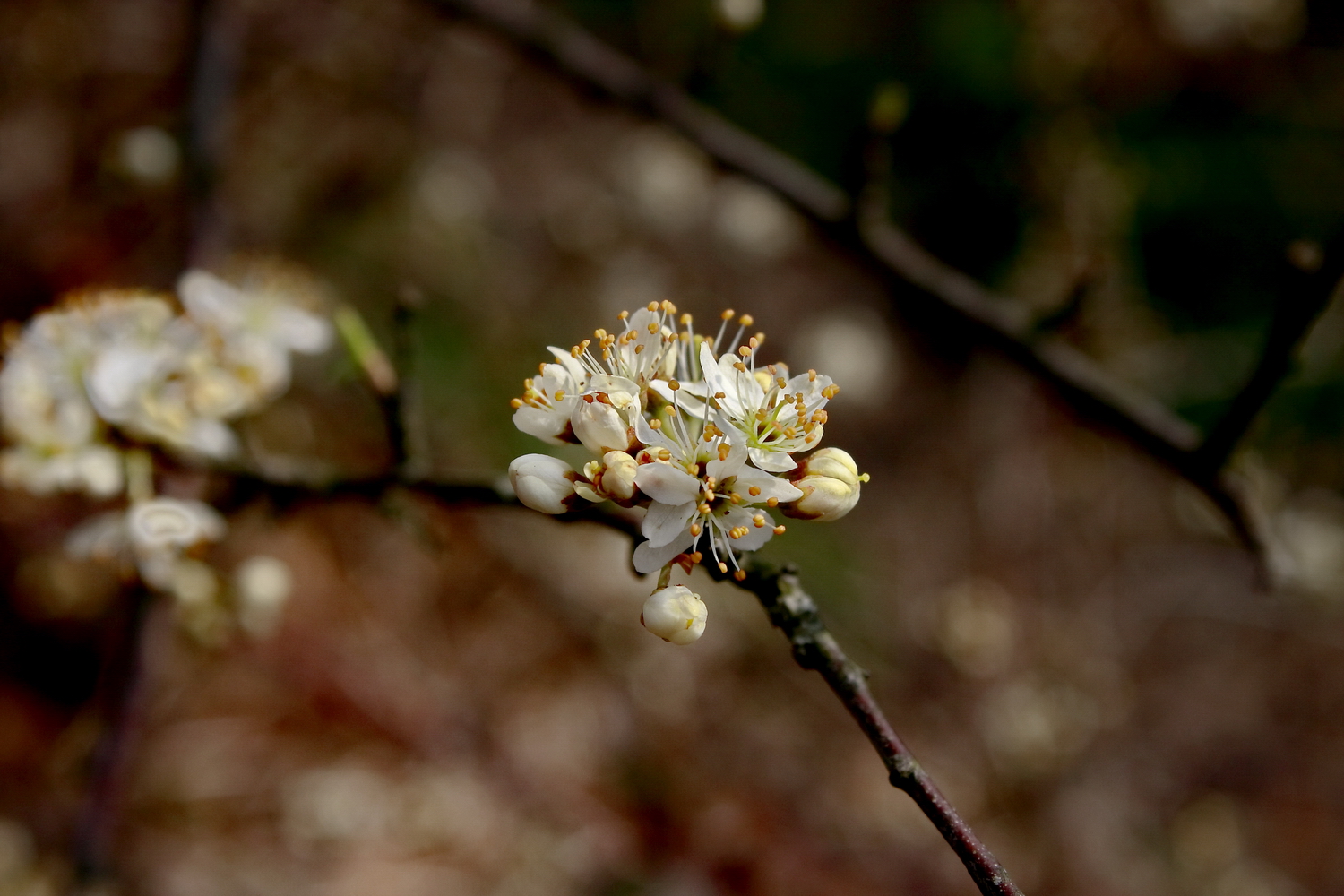 Kirschblüte