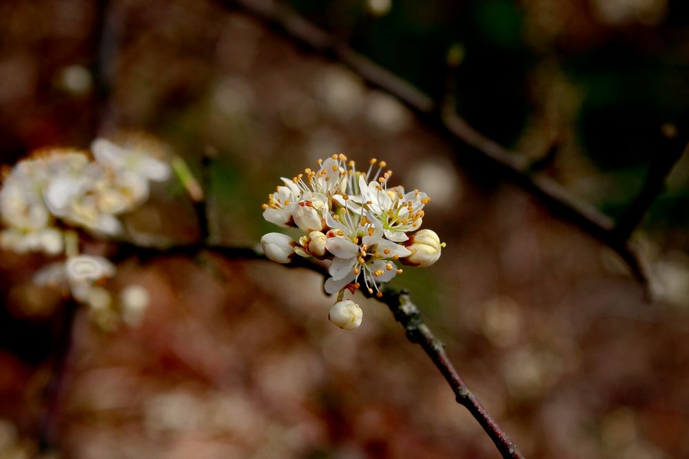 Kirschblüte