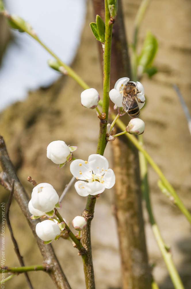 Kirschblüte?