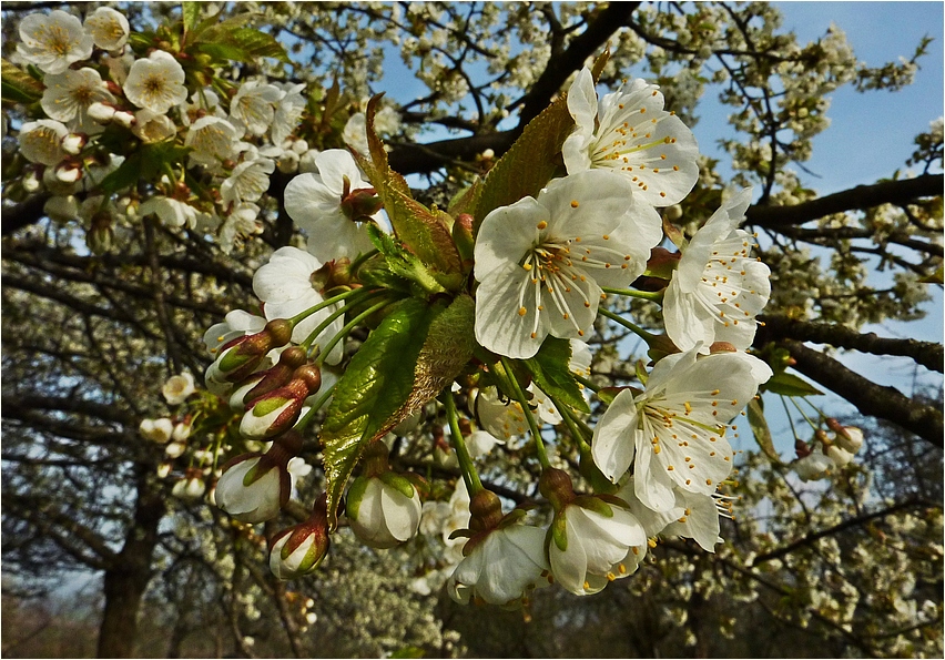 Kirschblüte