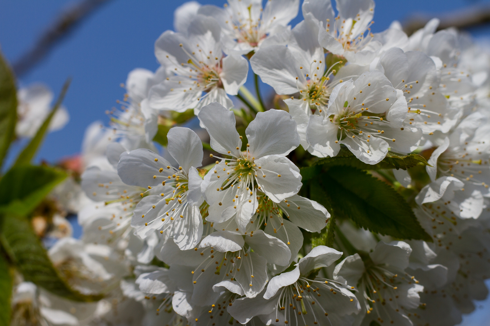 Kirschblüte