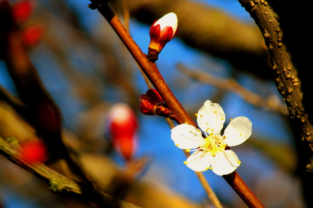 Kirschblüte