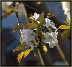 Kirschblüte