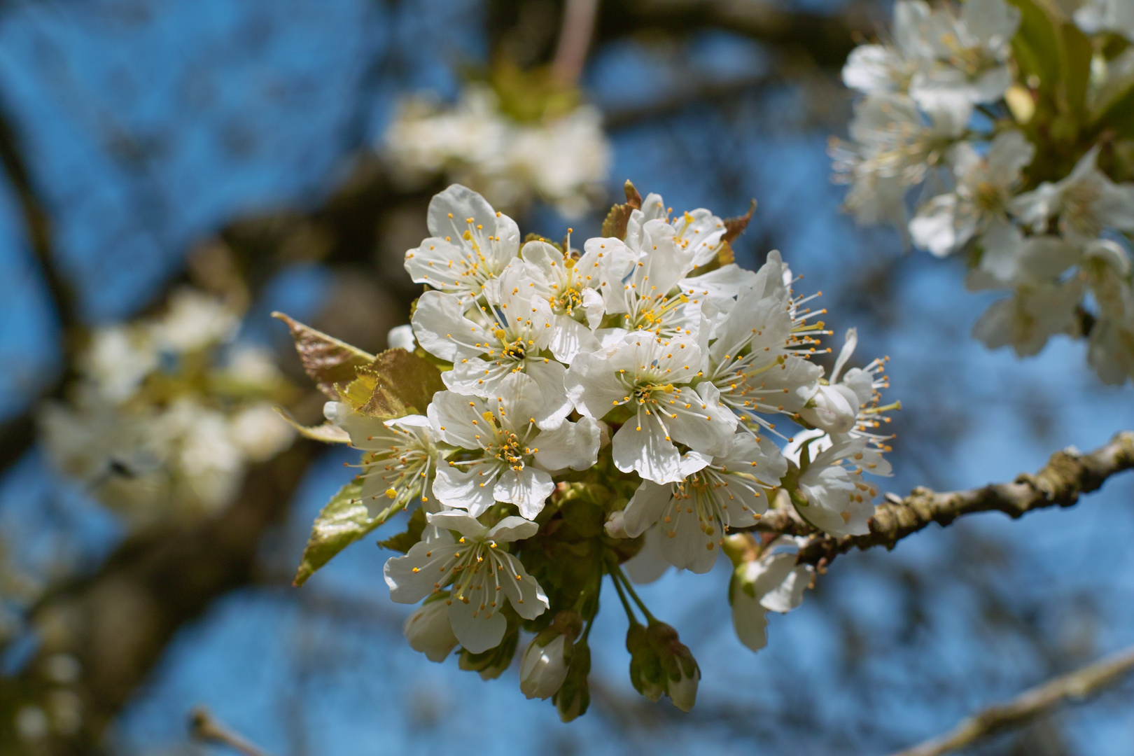 Kirschblüte