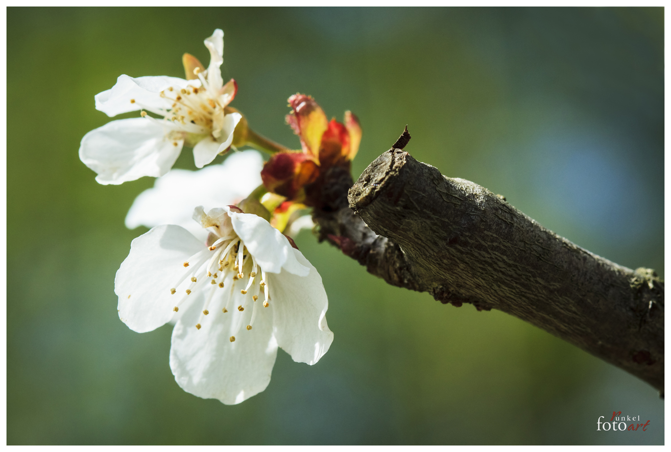 Kirschblüte