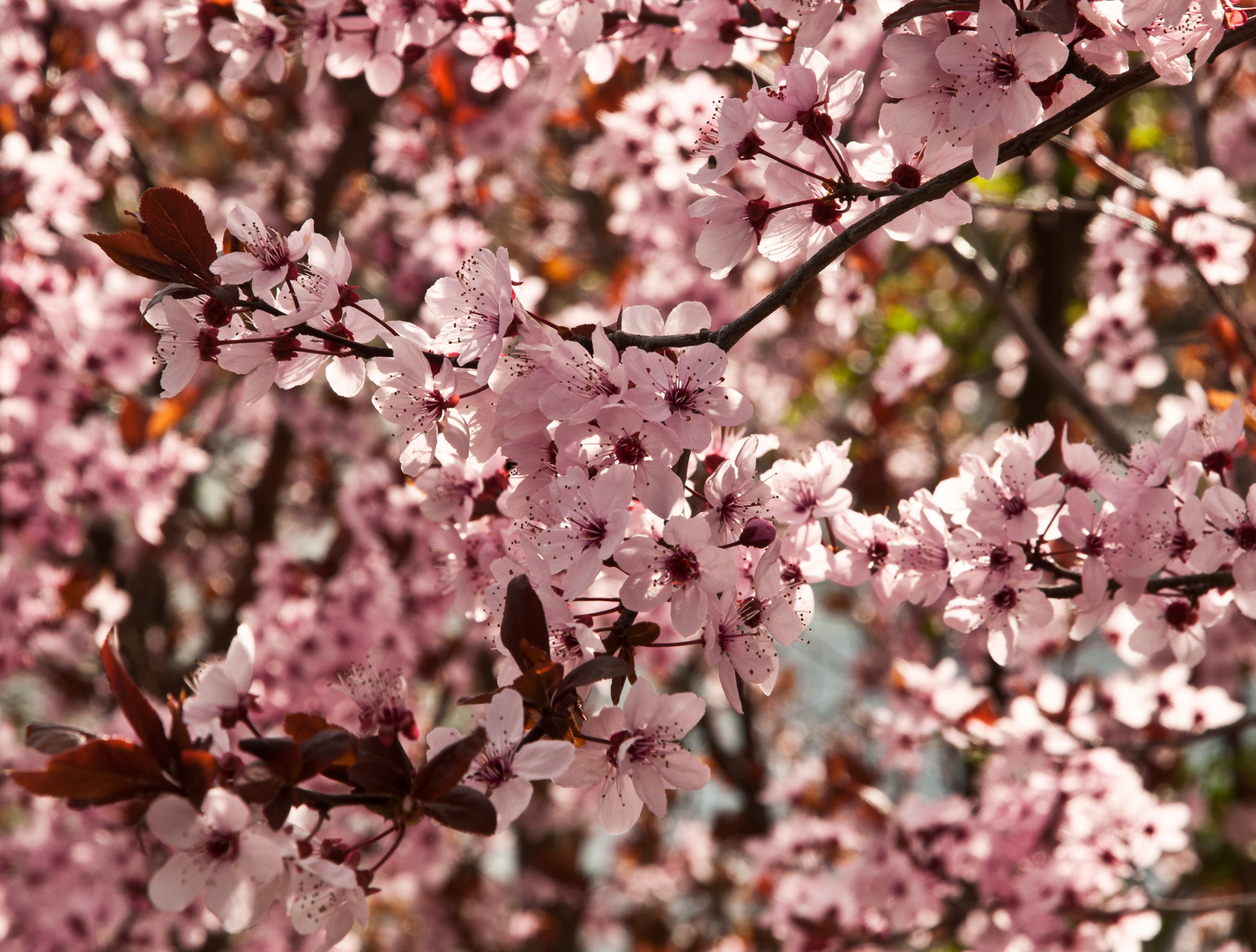 Kirschblüte