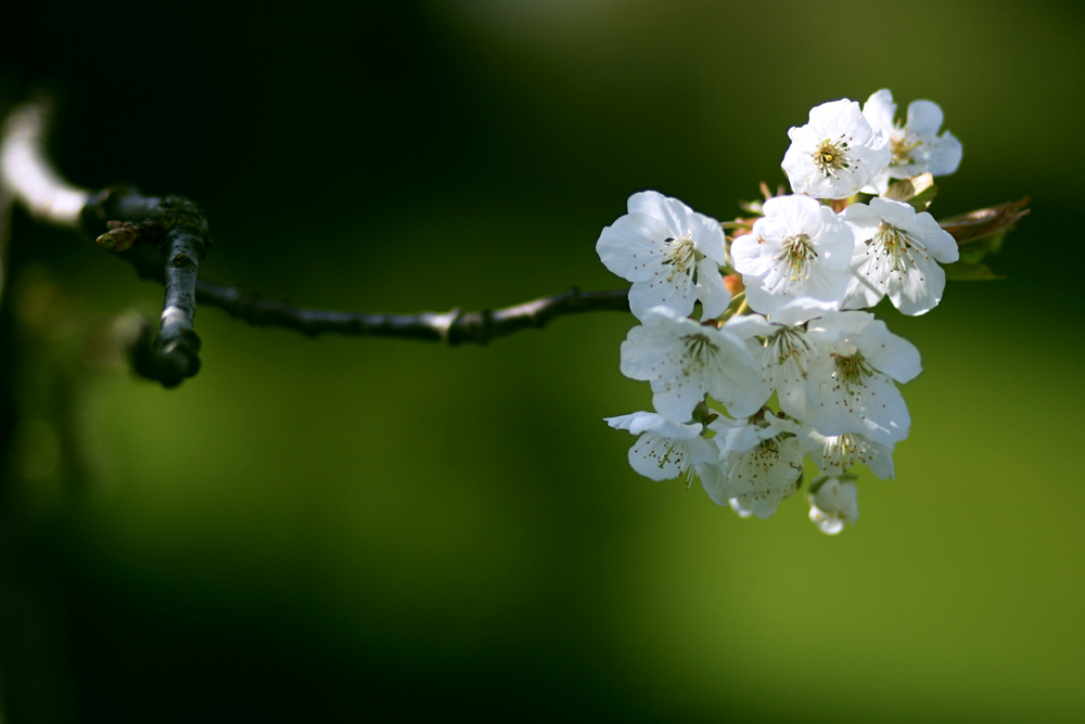 Kirschblüte.