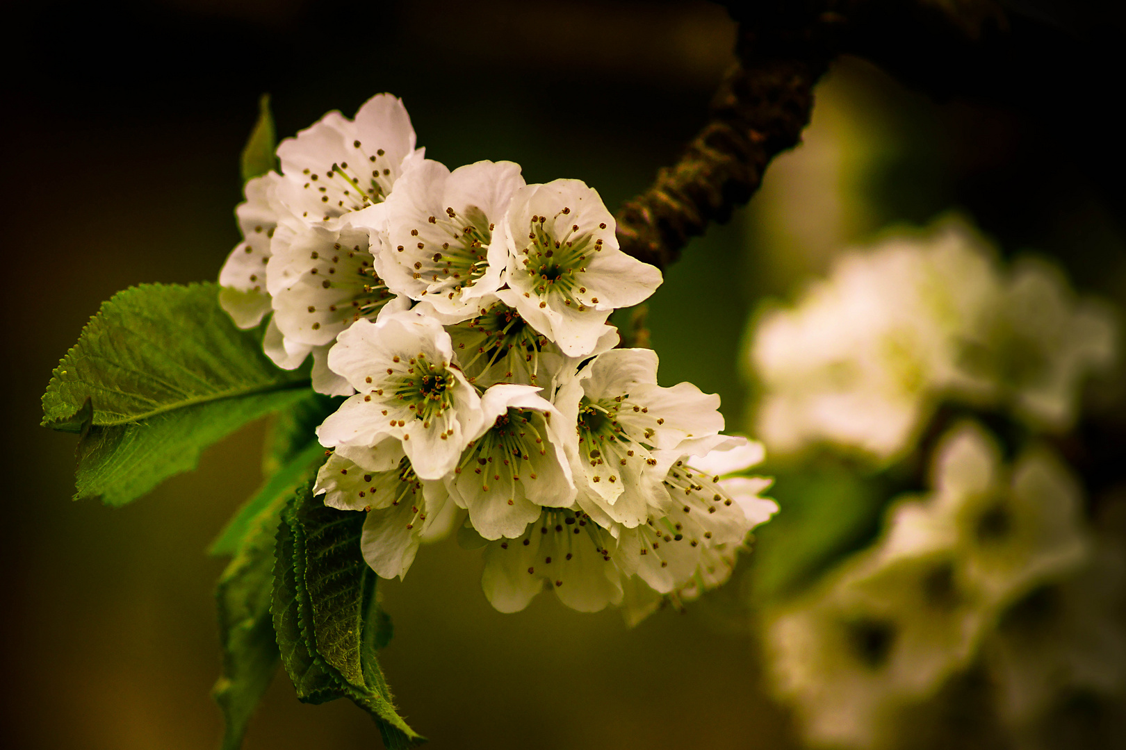 Kirschblüte