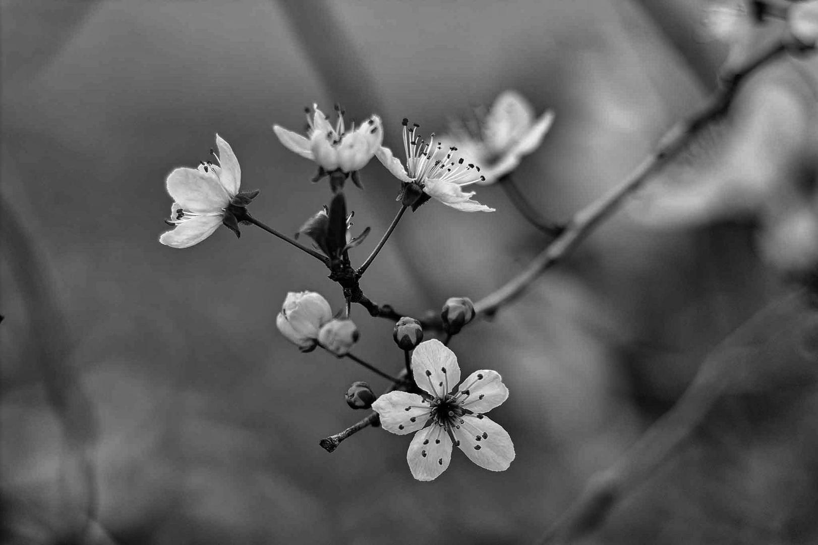 Kirschblüte