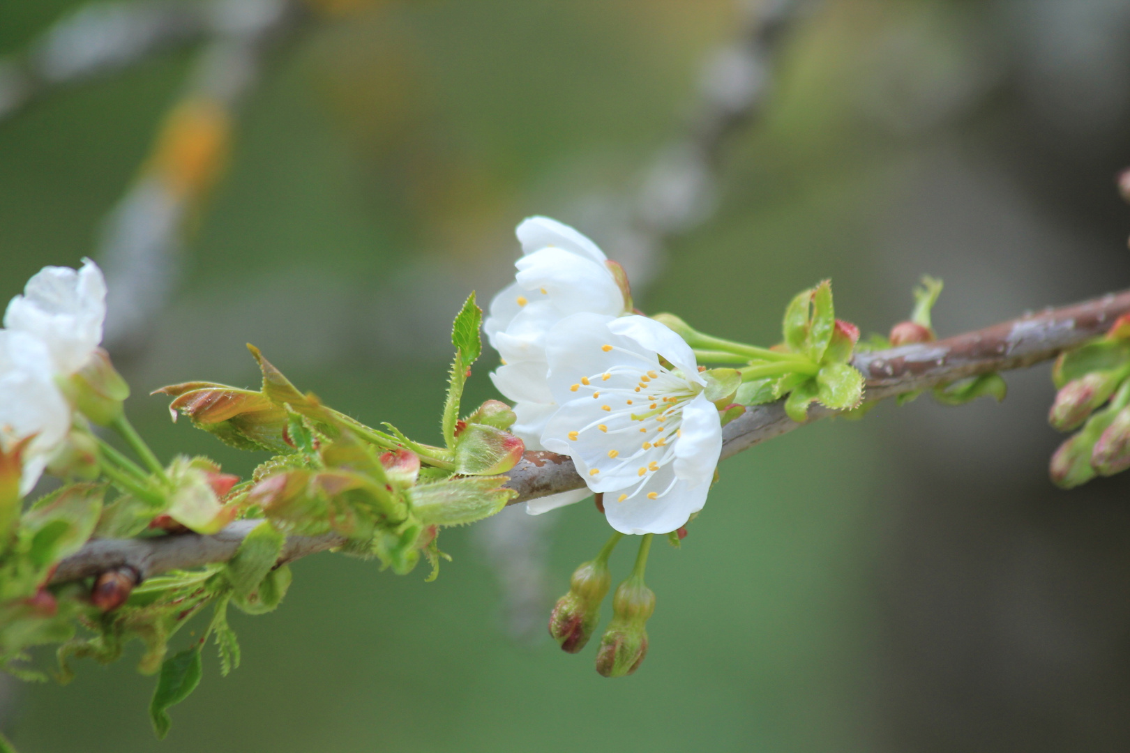 Kirschblüte