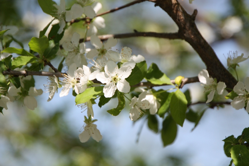 Kirschblüte