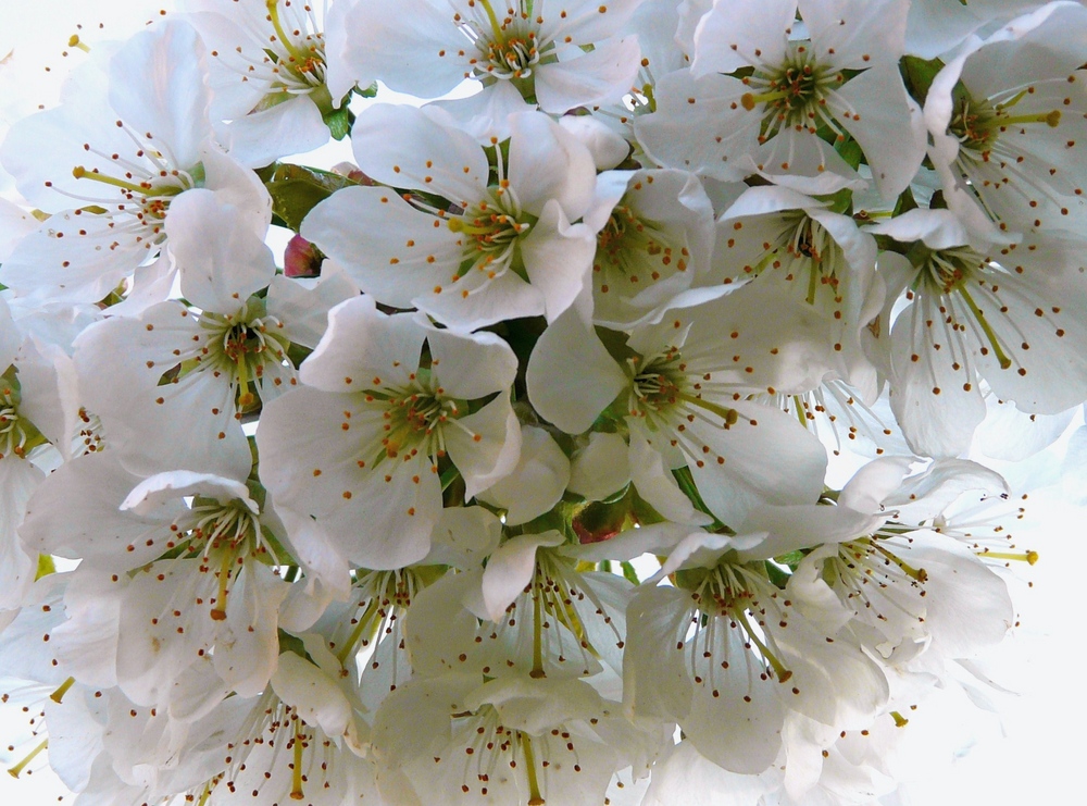 Bild Kirschblüte Bild Kirschblüte