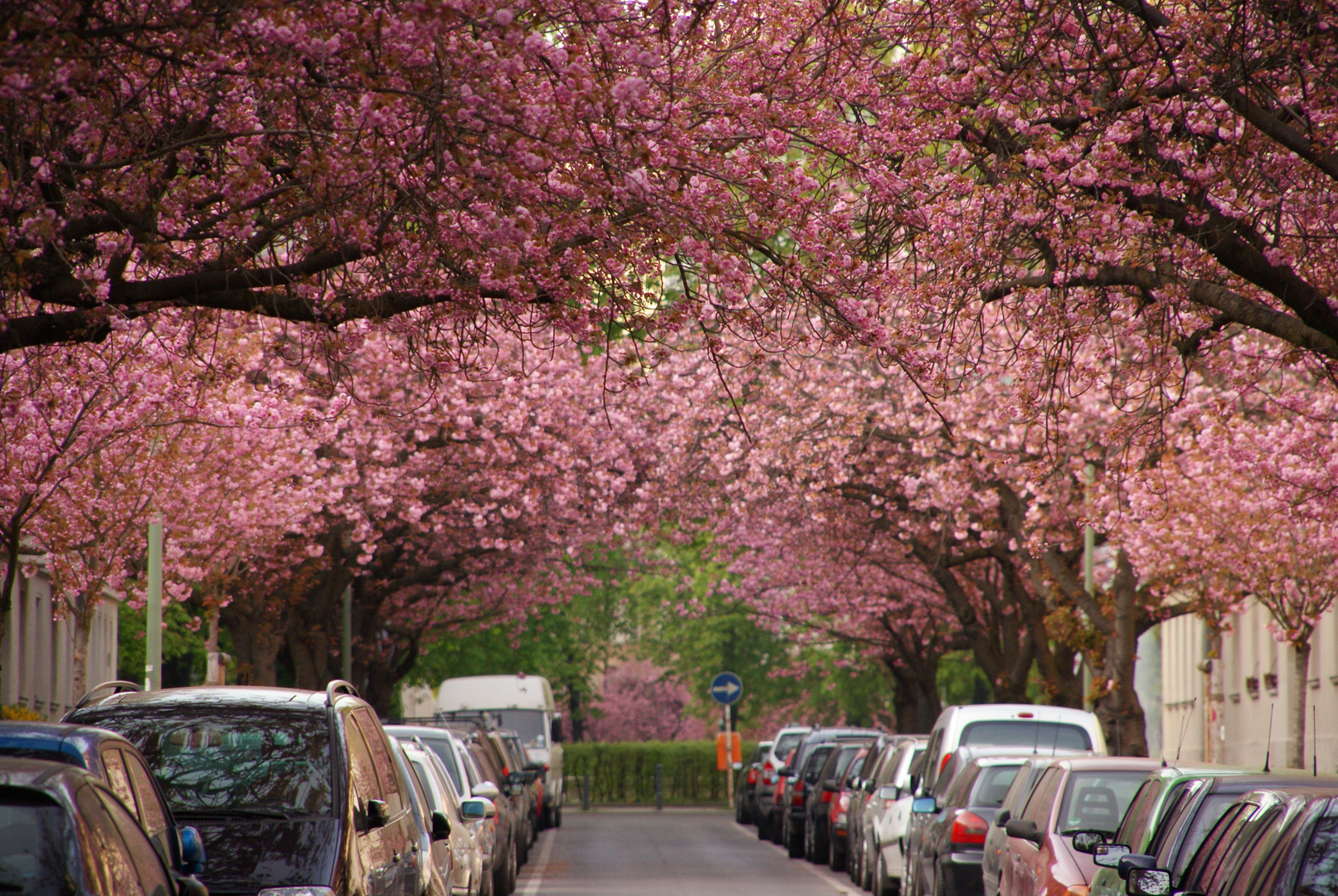 Kirschblüte