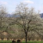 Kirschblüte Eggener Tal (Auggen)