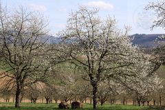 Kirschblüte Eggener Tal (Auggen)