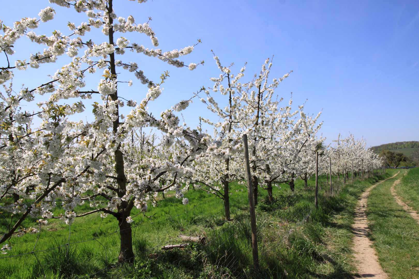 Kirschblüte - Eggener Tal, Obereggenen - Feldberg