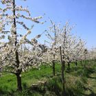 Kirschblüte - Eggener Tal, Obereggenen - Feldberg