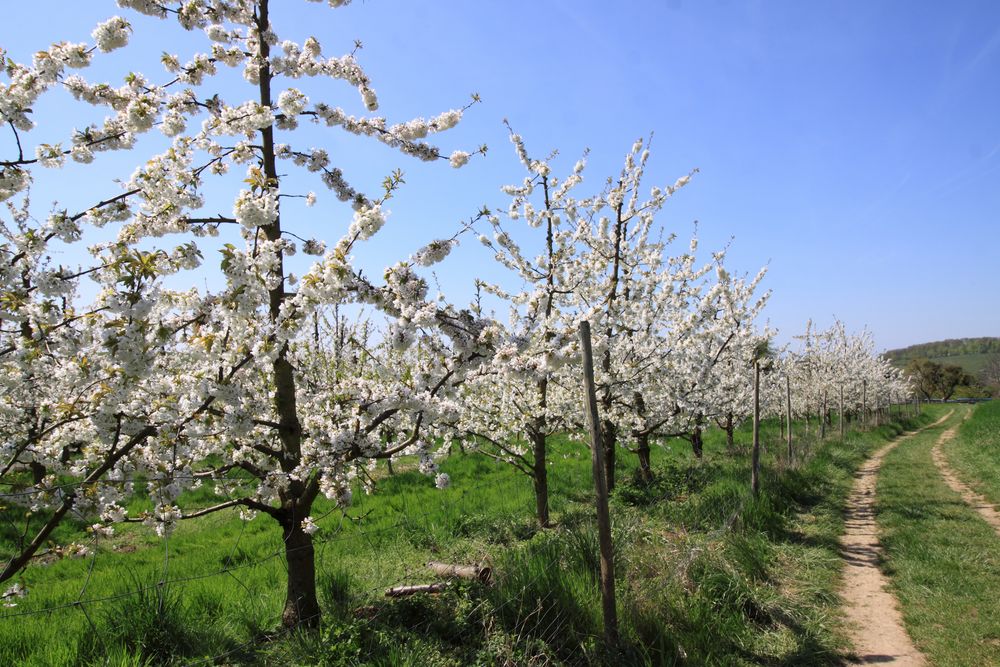 Kirschblüte - Eggener Tal, Obereggenen - Feldberg