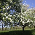 Kirschblüte, Eggener Tal, Schallsingen-Obereggenen