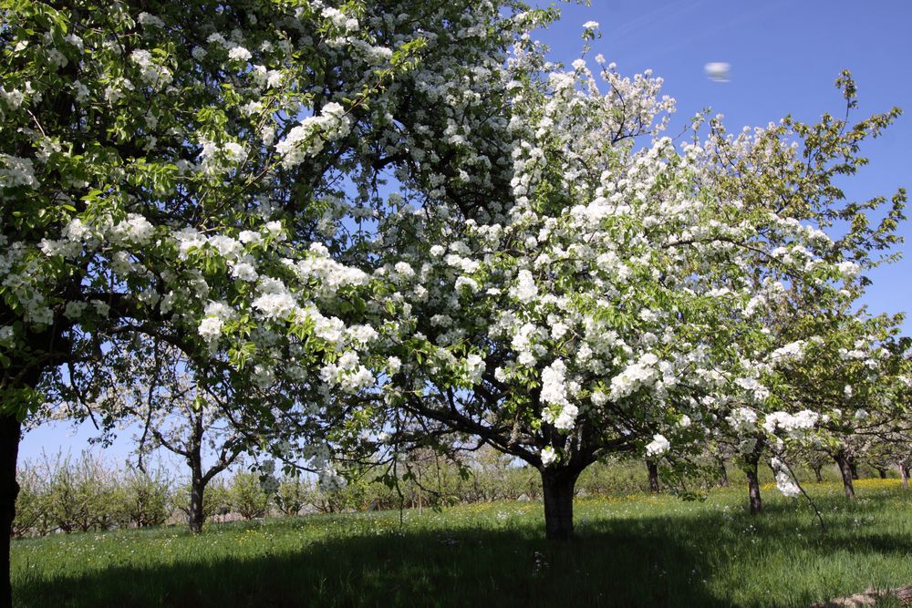 Kirschblüte, Eggener Tal, Schallsingen-Obereggenen