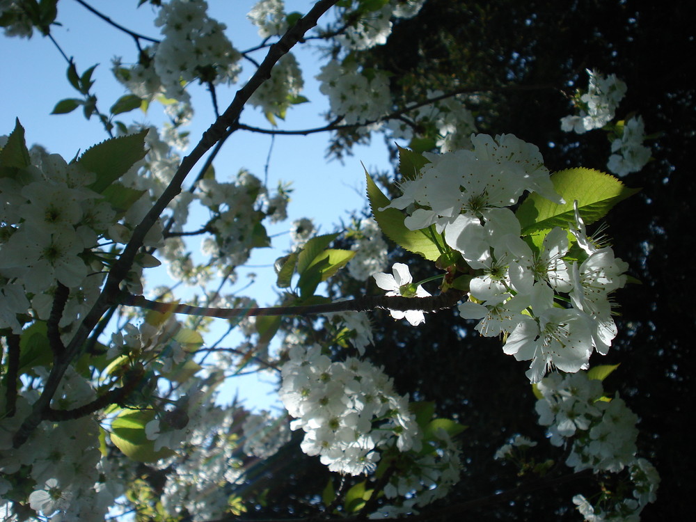 Kirschblüte - einer der ersten Boten der warmen Jahreszeit