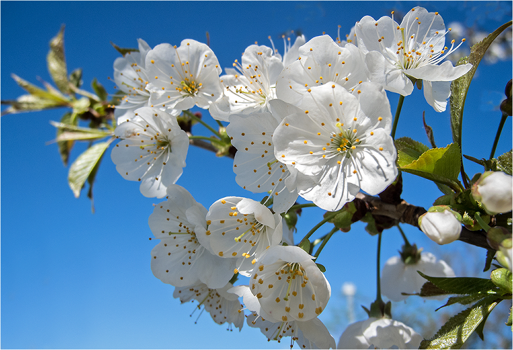 Kirschblüte, eingefangen am 1. April 2012 ...