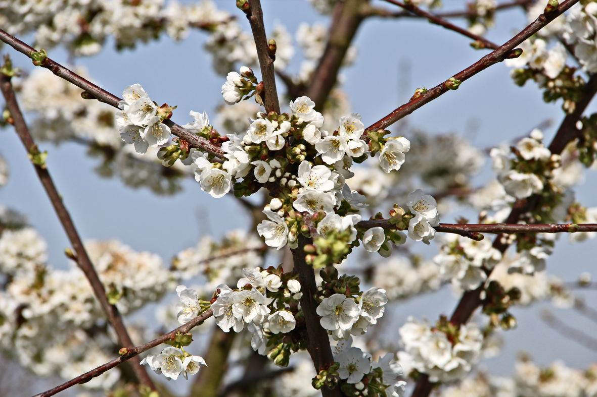 Kirschblüte ... ENDLICH :-)....