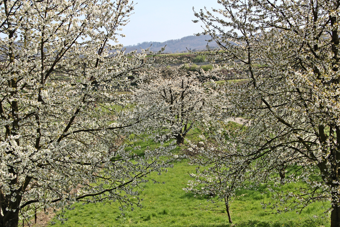 Kirschblüte ... ENDLICH :-)......