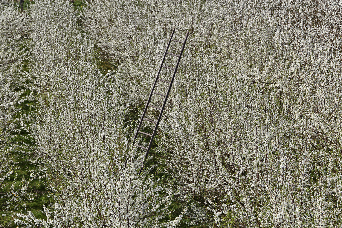 Kirschblüte ... ENDLICH :-).........