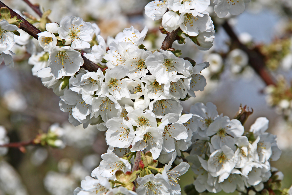 Kirschblüte ... ENDLICH :-)........