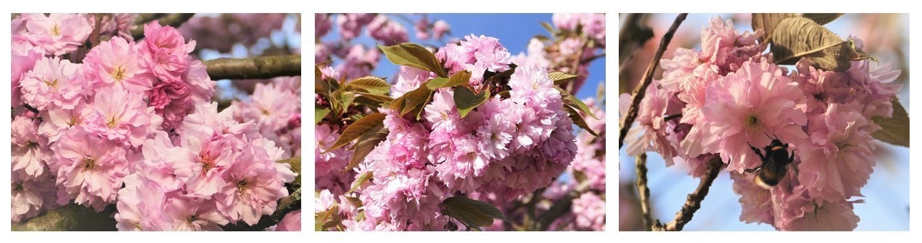 Kirschblüte ... endlich