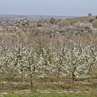 Kirschblüte ... ENDLICH :-).....