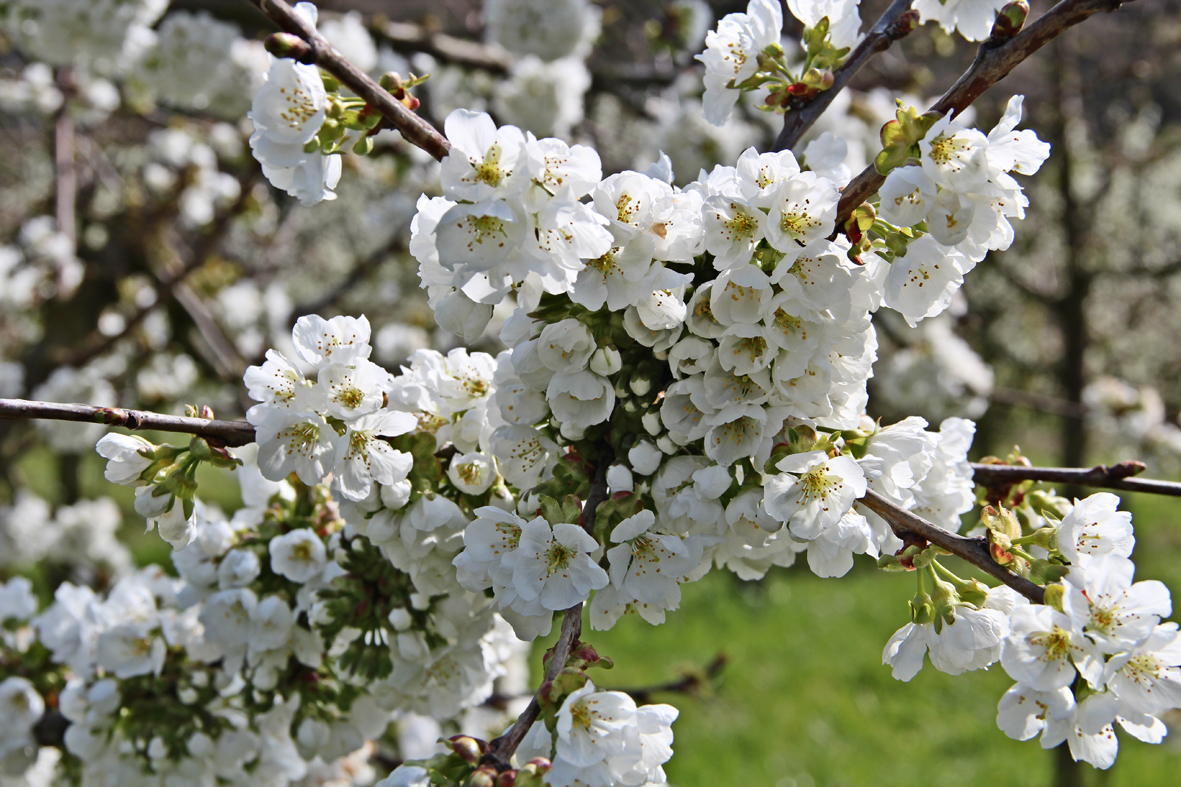 Kirschblüte ... ENDLICH :-)..