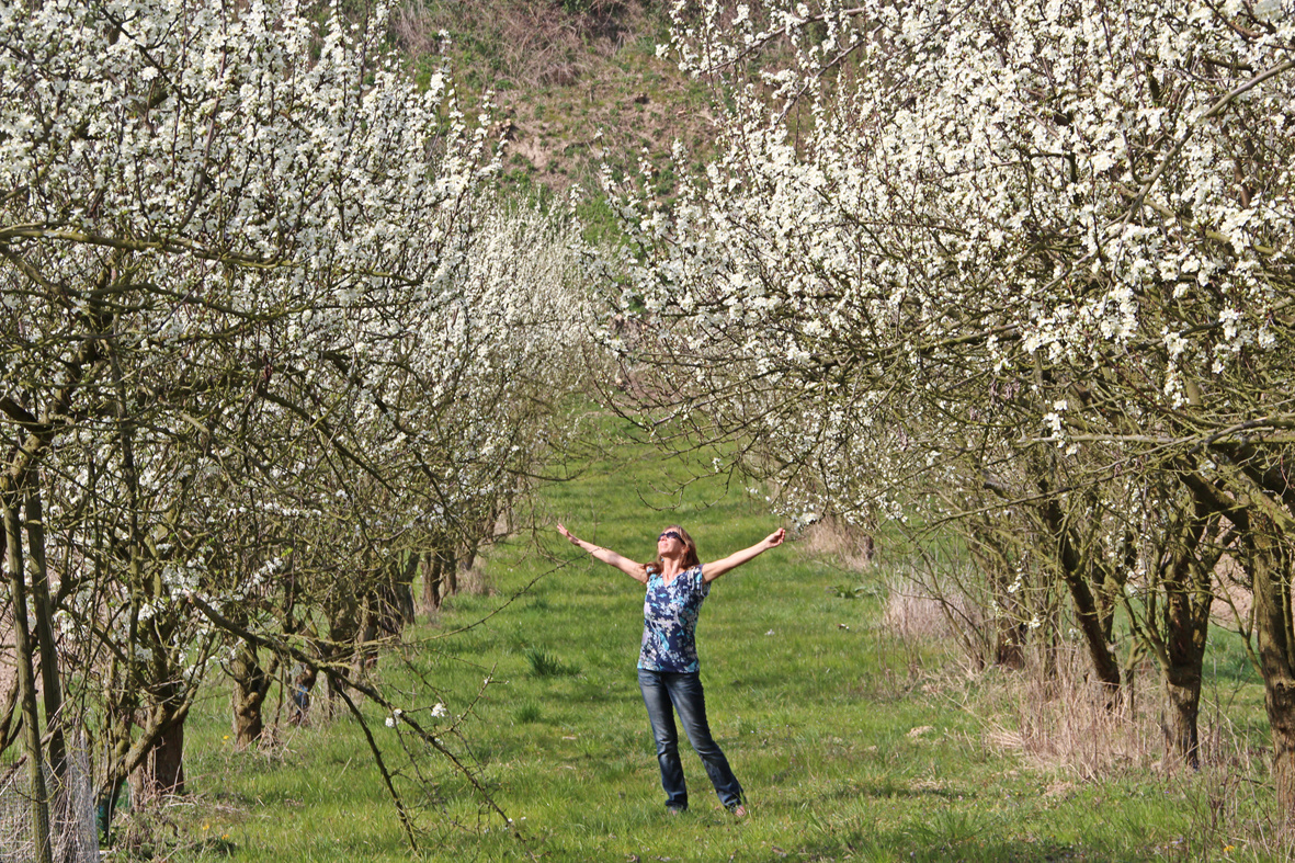 Kirschblüte ... ENDLICH :-)